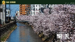 上越市　儀明川の桜
