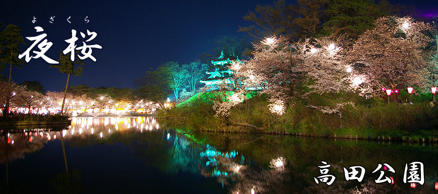 Cherry blossoms by night in Takada Park Niigata-ken,joetsu-si,motoshirotyou441